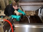 Studierendenwerk Bonn frittiert nachhaltig