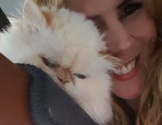 Blog über Perserkatzen startet